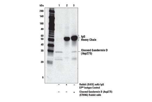 Immunoprecipitation Image 1: Cleaved Gasdermin D (Asp275) (E7H9G) Rabbit mAb