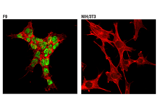 Immunofluorescence Image 1: TET2 (D6C7K) Rabbit mAb