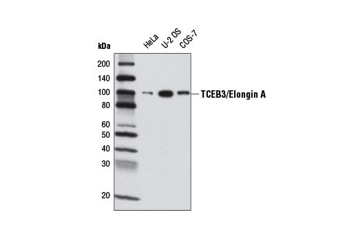 Western Blotting Image 1: TCEB3/Elongin A Antibody