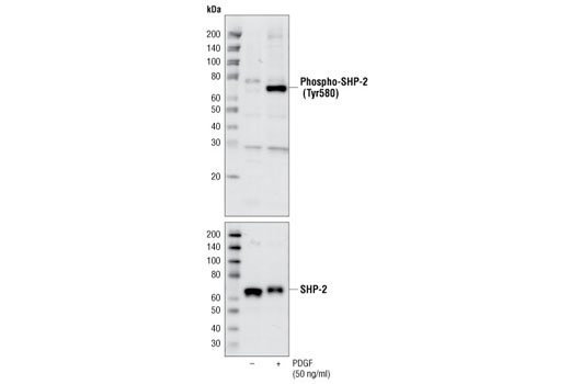 Western Blotting Image 1: Phospho-SHP-2 (Tyr580) Antibody