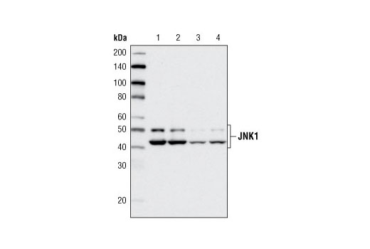 Western Blotting Image 1: JNK1 (2C6) Mouse mAb