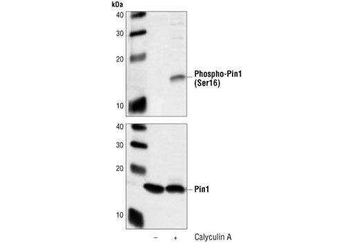 Western Blotting Image 1: Phospho-Pin1 (Ser16) Antibody