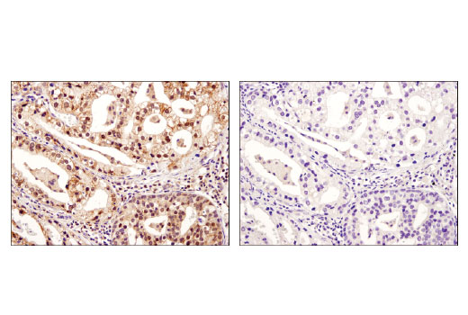 Immunohistochemistry Image 3: XIAP (D2Z8W) Rabbit mAb (BSA and Azide Free)