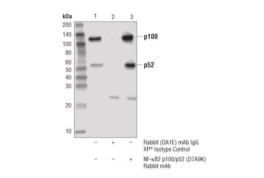 Immunoprecipitation Image 1: NF-κB2 p100/p52 (D7A9K) Rabbit mAb