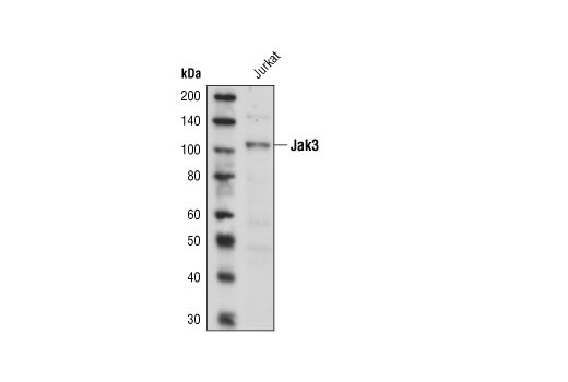 Western Blotting Image 1: Jak3 Antibody