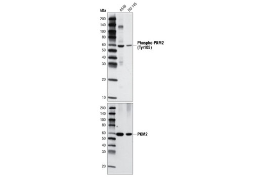 Western Blotting Image 3: Phospho-PKM2 (Tyr105) Antibody