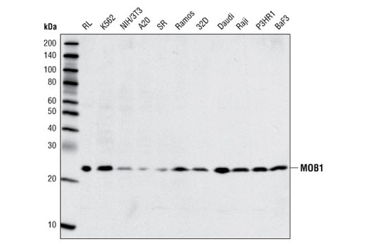 Western Blotting Image 1: MOB1 Antibody