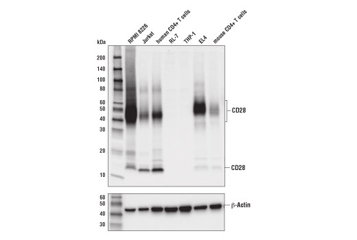 Western Blotting Image 1: CD28 (D2Z4E) Rabbit mAb (BSA and Azide Free)