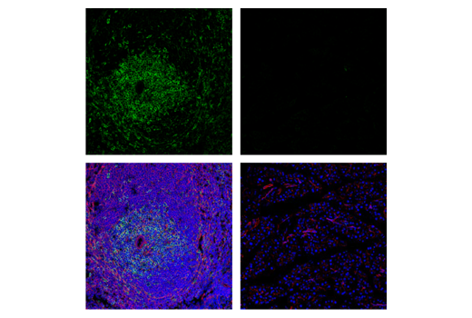 Immunofluorescence Image 1: CD28 (D2Z4E) Rabbit mAb