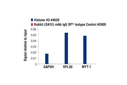 Chromatin Immunoprecipitation Image 1: Rabbit (DA1E) mAb IgG XP® Isotype Control