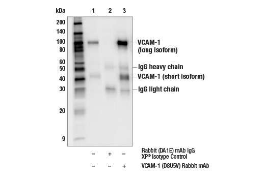Immunoprecipitation Image 1: VCAM-1 (D8U5V) Rabbit mAb