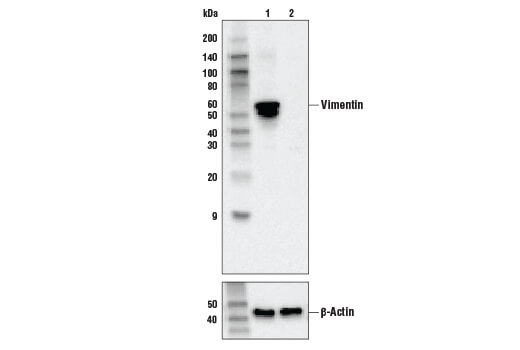 Western Blotting Image 1: Vimentin (R28) Antibody