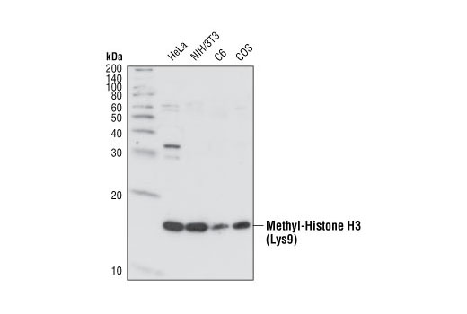 Western Blotting Image 1: Pan-Methyl-Histone H3 (Lys9) Antibody