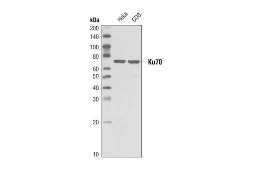 Western Blotting Image 1: Ku70 (V540) Antibody