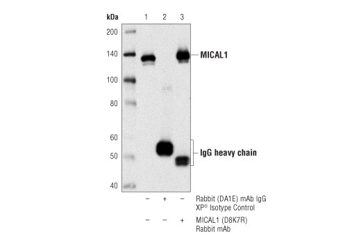 Immunoprecipitation Image 1: MICAL1 (D8K7R) Rabbit mAb