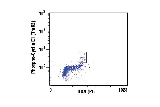 Flow Cytometry Image 1: Phospho-Cyclin E1 (Thr62) Antibody