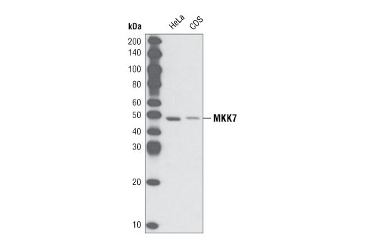 Western Blotting Image 1: MKK7 Antibody