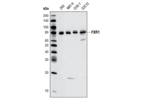 Western Blotting Image 1: FXR1 Antibody