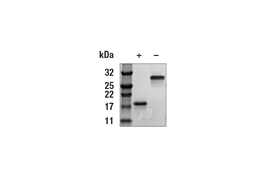  Image 2: Human PDGF-AA Recombinant Protein