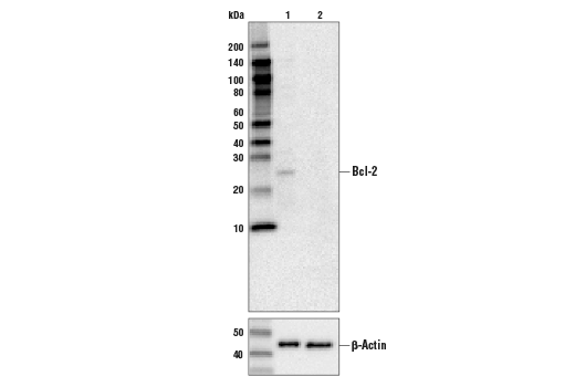  Image 8: Pro-Survival Bcl-2 Family Antibody Sampler Kit