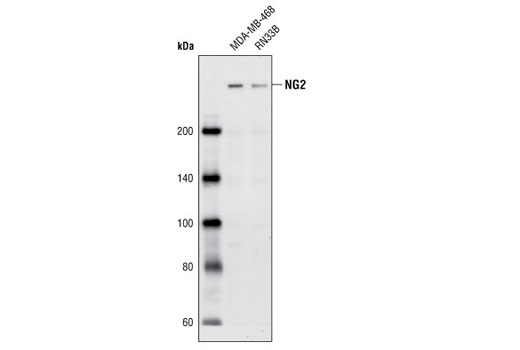 Western Blotting Image 1: NG2 Antibody