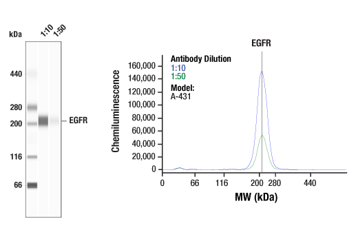  Image 2: Phospho-EGF Receptor Antibody Sampler Kit
