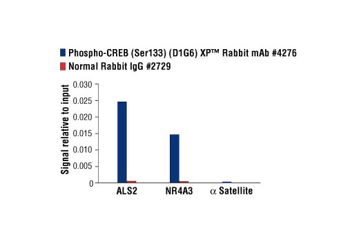 Chromatin Immunoprecipitation Image 1: Phospho-CREB (Ser133) (D1G6) Rabbit mAb