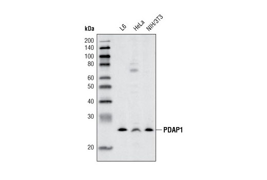 Western Blotting Image 1: PDAP1 Antibody