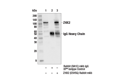 Immunoprecipitation Image 1: ZHX2 (E5H5G) Rabbit mAb