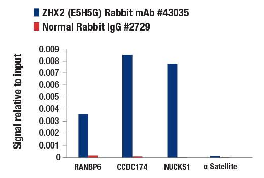Chromatin Immunoprecipitation Image 1: ZHX2 (E5H5G) Rabbit mAb