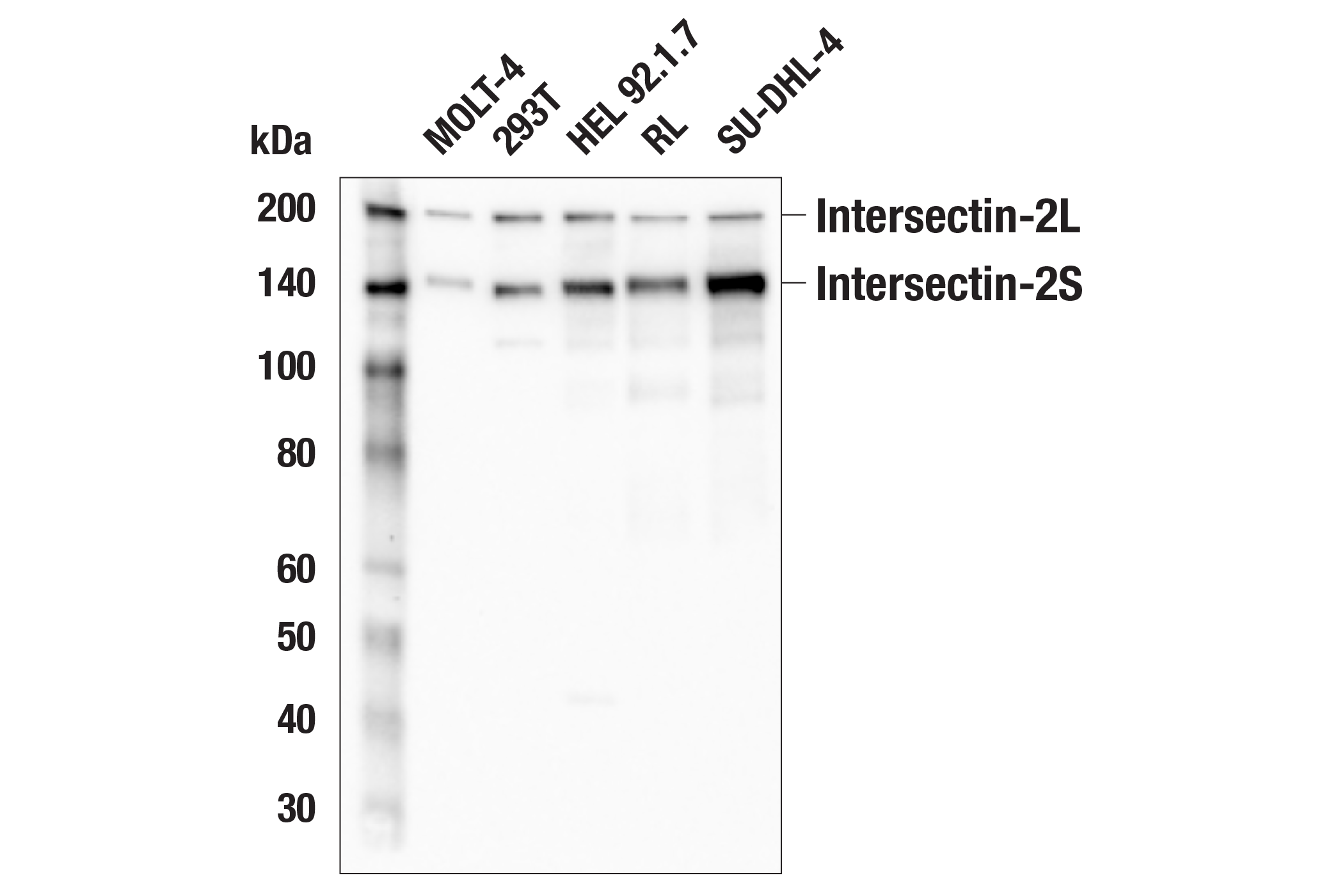 Intersectin E J F Rabbit Mab Cell Signaling Technology