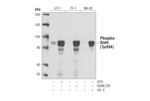 Western Blotting Image 1: Phospho-Stat5 (Tyr694) (D47E7) XP® Rabbit mAb (BSA and Azide Free)