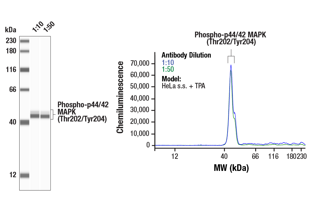  Image 1: PhosphoPlus® p44/42 MAPK (Erk1/2) (Thr202/Tyr204) Antibody Kit