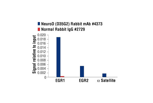 Chromatin Immunoprecipitation Image 1: NeuroD1 (D35G2) Rabbit mAb