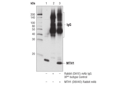 Immunoprecipitation Image 1: MTH1 (D6V4O) Rabbit mAb