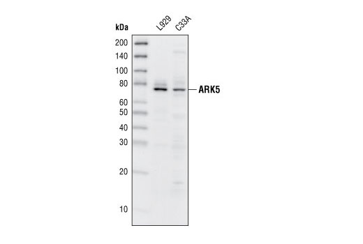 Western Blotting Image 1: ARK5 Antibody
