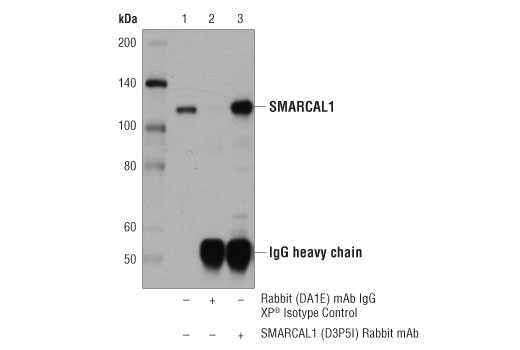 Immunoprecipitation Image 1: SMARCAL1 (D3P5I) Rabbit mAb