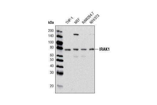  Image 8: IRAK Isoform Antibody Sampler Kit