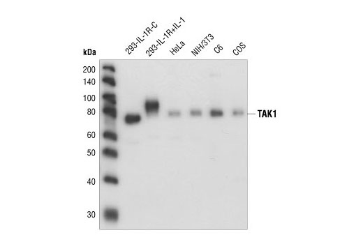Western Blotting Image 2: TAK1 Antibody