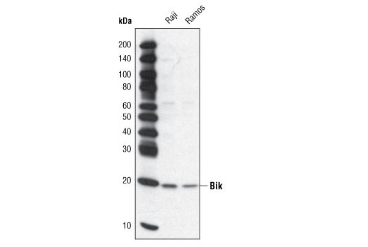  Image 20: Pro-Apoptosis Bcl-2 Family Antibody Sampler Kit