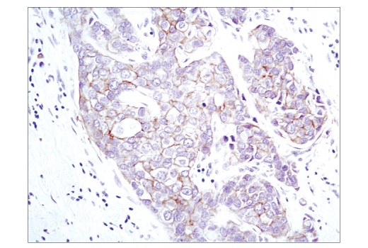 Immunohistochemistry Image 1: EpCAM (VU1D9) Mouse mAb (BSA and Azide Free)