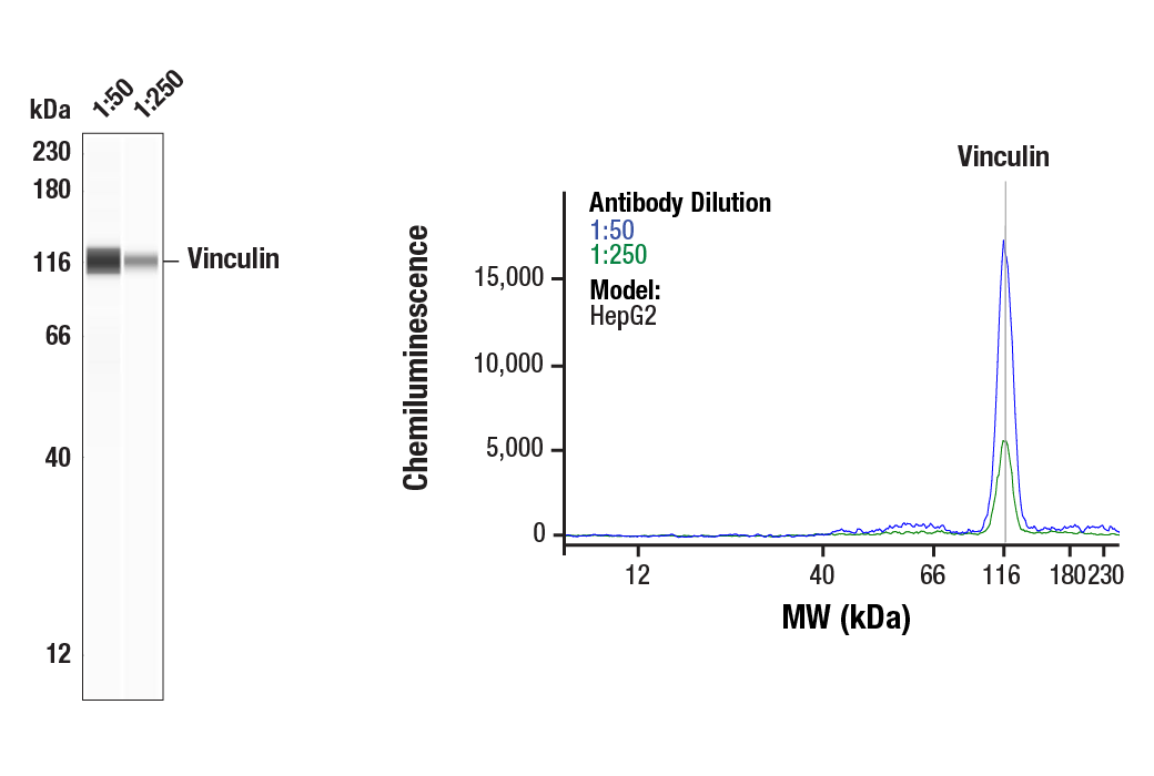 Western Blotting Image 2: Vinculin Antibody