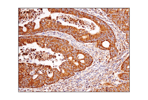 Immunohistochemistry Image 1: VDAC (D73D12) Rabbit mAb