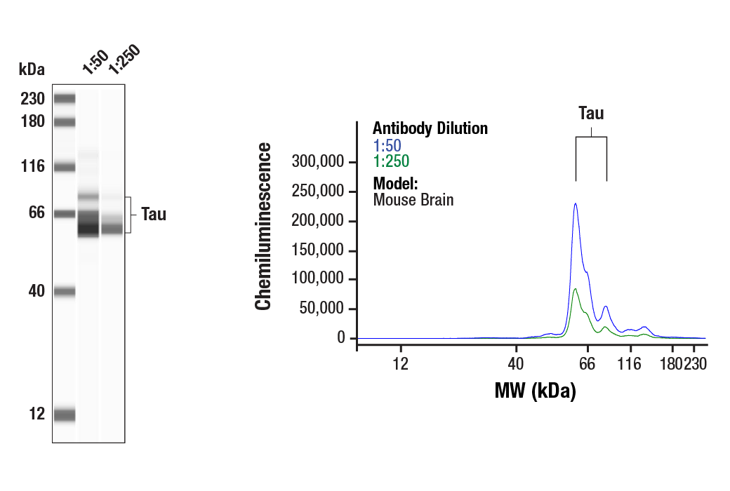  Image 4: Phospho-Tau (Ser214/T217) Signaling Antibody Sampler Kit