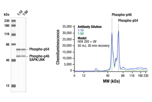 Image 7: Phospho-Tau (Ser214/T217) Signaling Antibody Sampler Kit