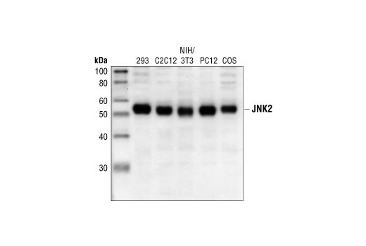 Western Blotting Image 1: JNK2 Antibody