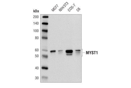  Image 1: MYST Antibody Sampler Kit