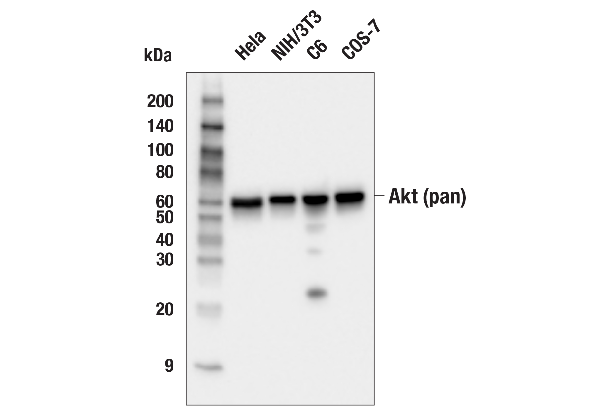  Image 3: Akt Isoform Antibody Sampler Kit