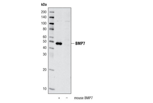 Western Blotting Image 1: BMP7 Antibody