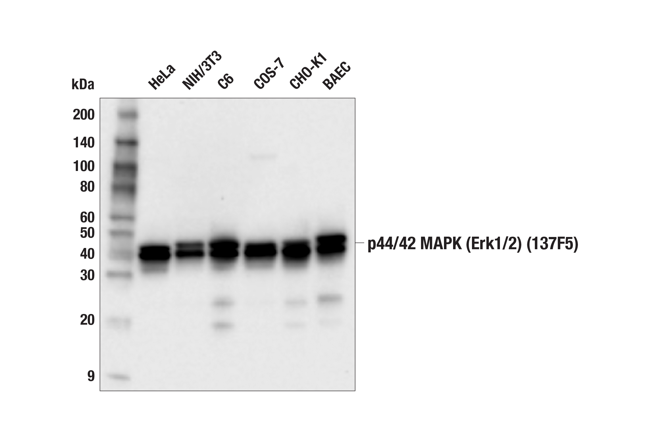  Image 4: PhosphoPlus® p44/42 MAPK (Erk1/2) (Thr202/Tyr204) Antibody Kit